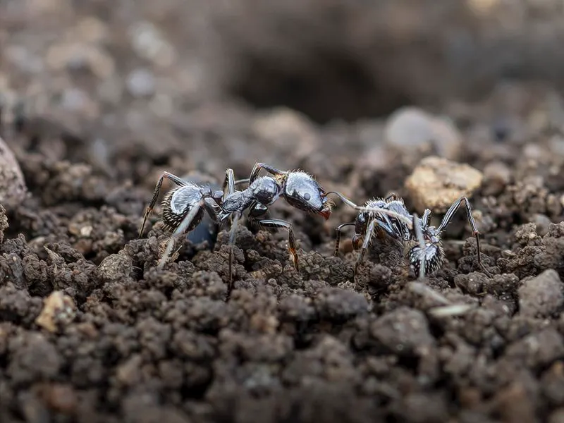 Ants on soil, common garden and kitchen invaders