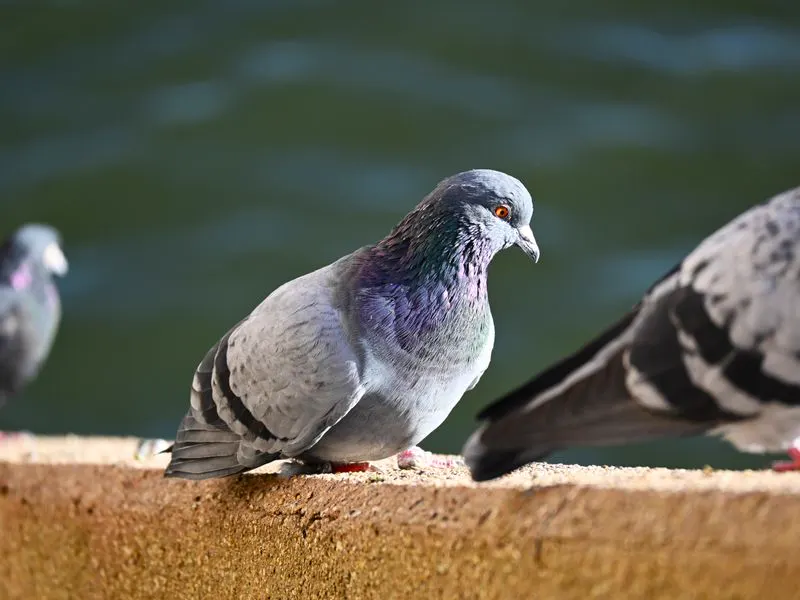 Pigeon perched on a ledge, a typical bird proofing problem