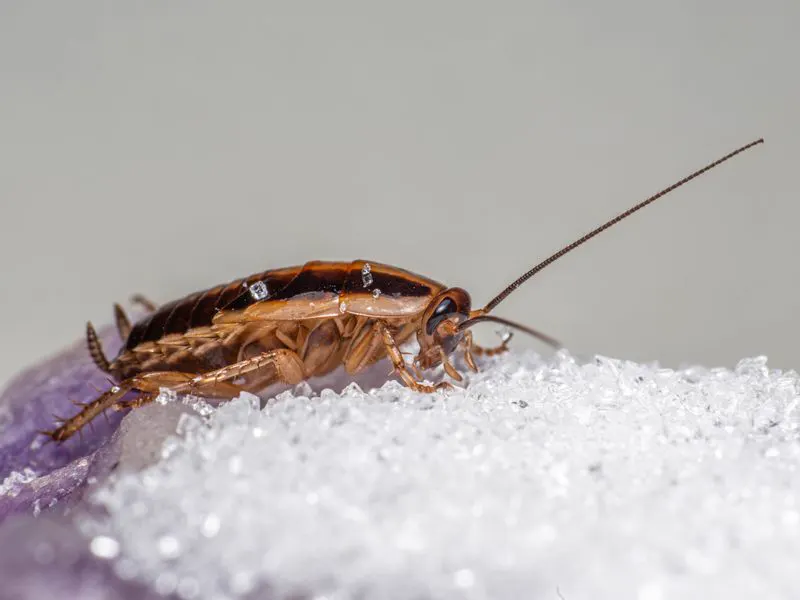 Cockroach on a surface, treated in kitchens and food premises