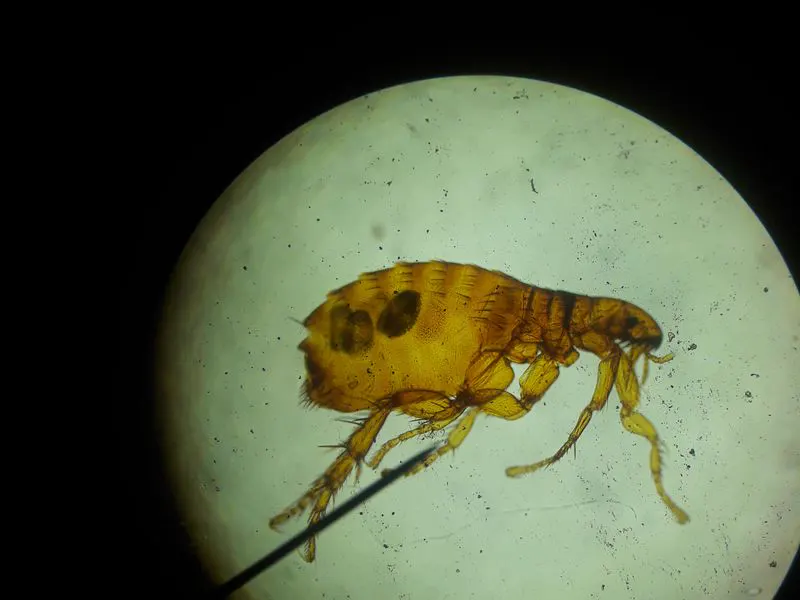 Flea seen under magnification, treated in homes with pets
