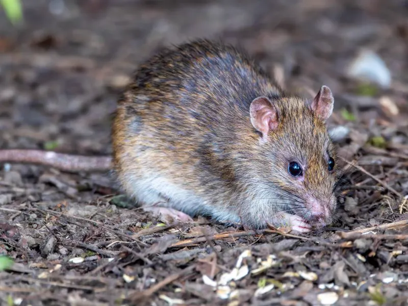 Brown rat on the ground, the kind of rodent we remove from homes and businesses