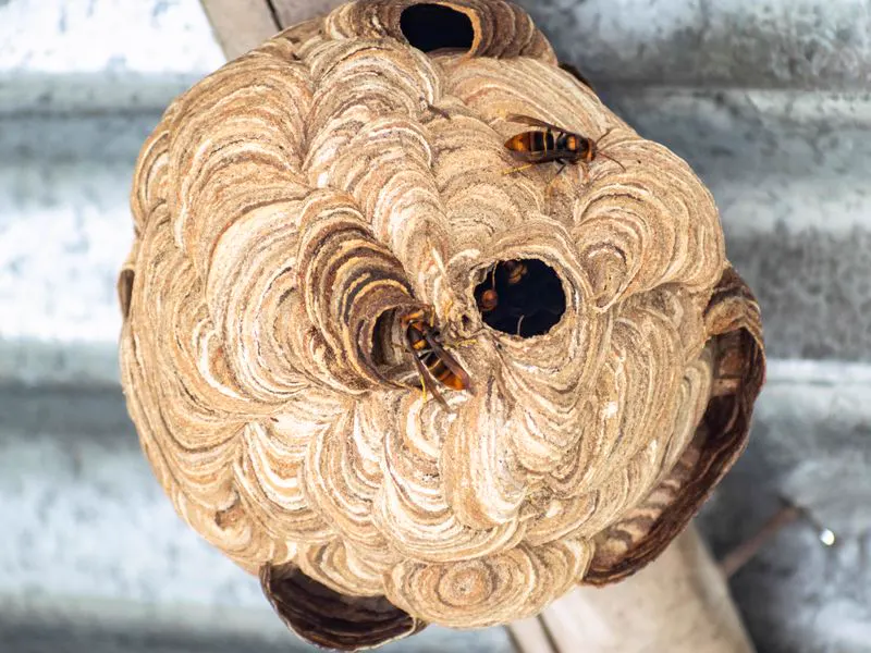 Wasp nest with wasps entering, treated by our technicians